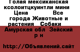 Голая мексиканская ксолоитцкуинтли мини › Цена ­ 20 000 - Все города Животные и растения » Собаки   . Амурская обл.,Зейский р-н